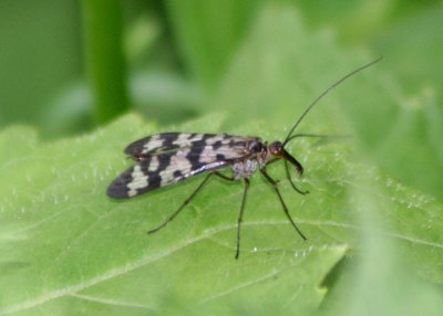 Panorpa carolinensis; Scorpionfly species; female