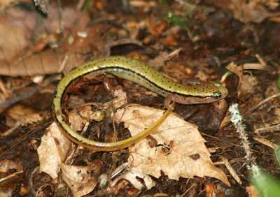 Blue Ridge Two-lined Salamander