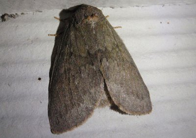 7974 - Misogada unicolor; Drab Prominent