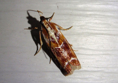 5847 - Dioryctria disclusa; Webbing Coneworm Moth