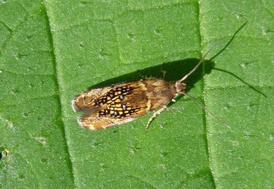 2338 - Glyphipterix quadragintapunctata; Sedge Moth species