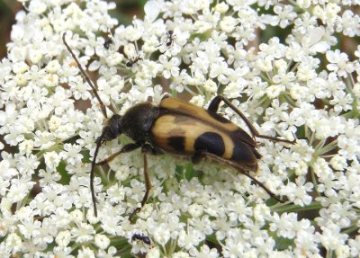 Judolia cordifera; Flower Longhorn species