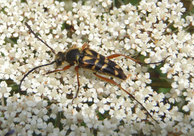 Typocerus zebra; Zebra Longhorn