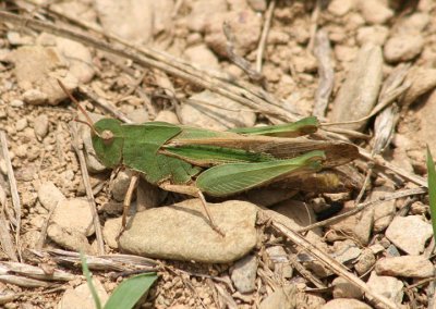 Chortophaga viridifasciata viridifasciata; Northern Green-striped Grasshopper; female