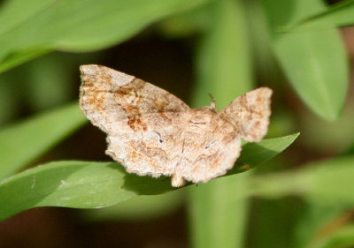 8490 - Pangrapta decoralis; Decorated Owlet