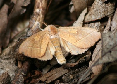 7915 - Nadata gibbosa; White-dotted Prominent