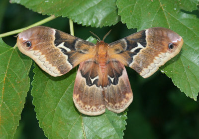 7765 - Callosamia angulifera; Tulip-tree Silkmoth; female