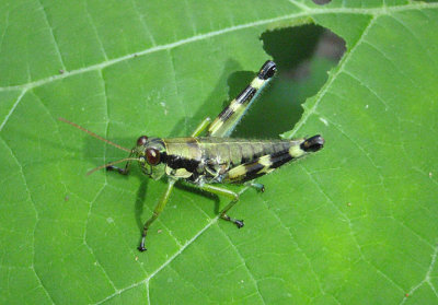 Booneacris glacialis; Wingless Mountain Grasshopper