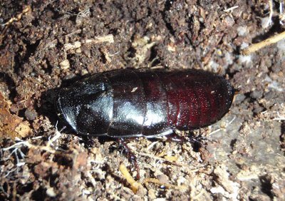 Cryptocercus punctulatus; Brown-hooded Cockroach