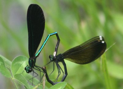 Calopteryx maculata; Ebony Jewelwings; mating pair