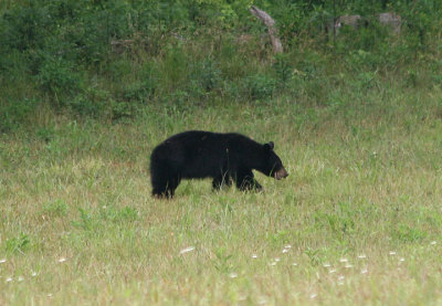 Black Bear