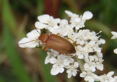 Isomira sericea; Comb-clawed Beetle species