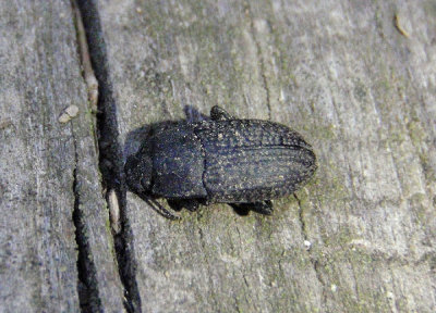 Opatrinus minimus; Darkling Beetle species