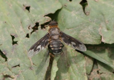 Exoprosopa meigenii; Bee Fly species