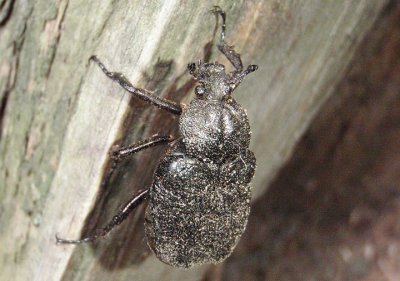 Osmoderma scabra; Scarab Beetle species