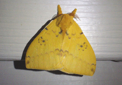 7746 - Automeris io; Io Moth; male