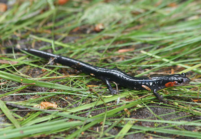 Red-cheeked Salamander