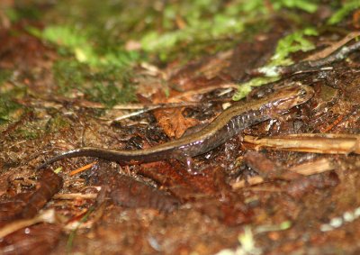 Ocoee Salamander