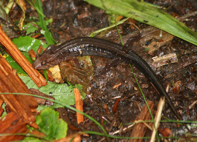 Ocoee Salamander