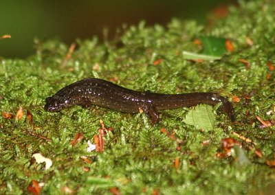 Shovel-nosed Salamander