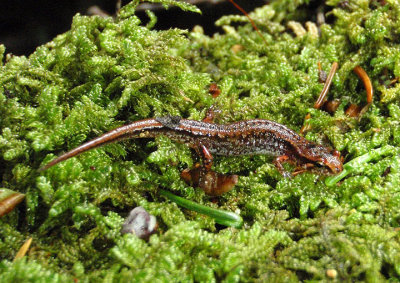 Pygmy Salamander