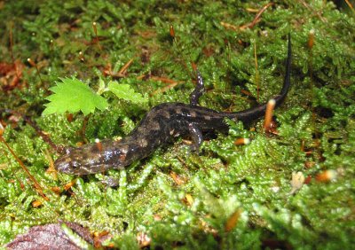 Ocoee Salamander