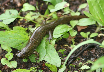 Cherokee Blackbelly Salamander