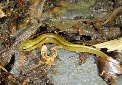 Blue Ridge Two-lined Salamander