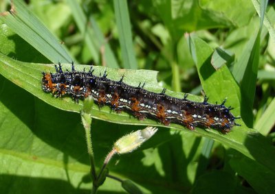 Junonia coenia; Common Buckeye caterpillar