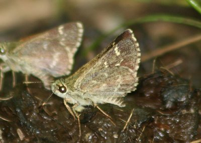 Amblyscirtes hegon; Pepper and Salt Skipper