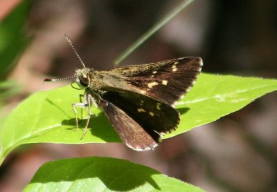 Amblyscirtes hegon; Pepper and Salt Skipper