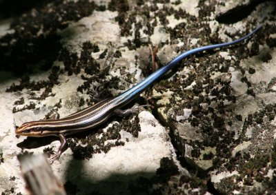 Common Five-lined Skink; juvenile