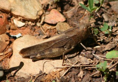 Arphia sulphurea; Sulphur-winged Grasshopper