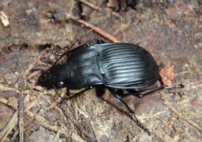 Dicaelus dilatatus; Notch-mouthed Ground Beetle species