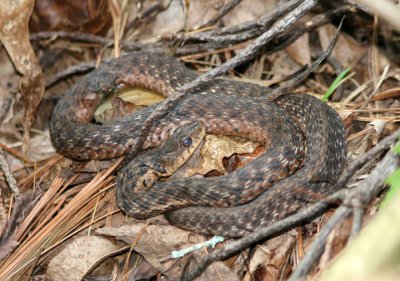 Eastern Garter Snake