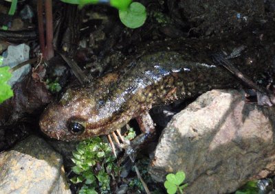 Cherokee Blackbelly Salamander