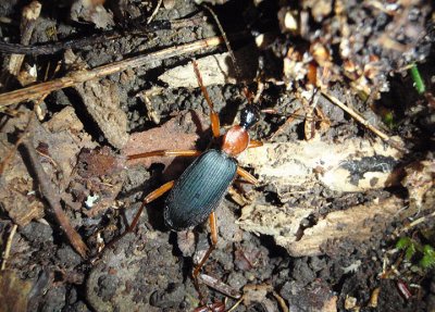 Galerita bicolor; False Bombardier Beetle species