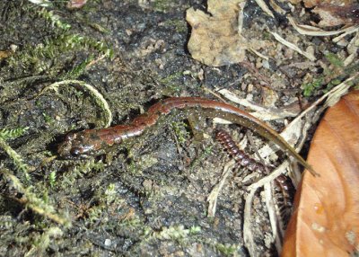 Spotted Dusky Salamander