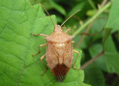 Apoecilus cynicus; Predatory Stink Bug species