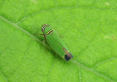 Tylozygus geometricus; Leafhopper species