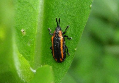 Microrhopala xerene; Leaf Beetle species