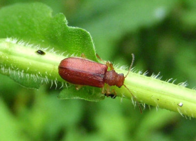 Syneta ferruginea; Rusty Leaf Beetle