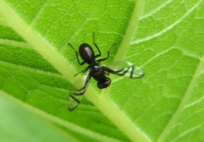 Rivellia Signal Fly species