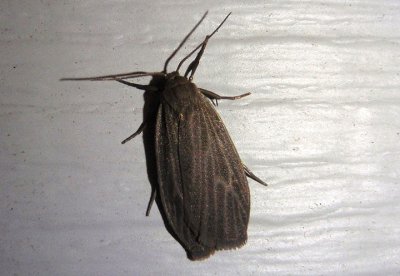 8046 - Crambidia uniformis; Uniform Lichen Moth