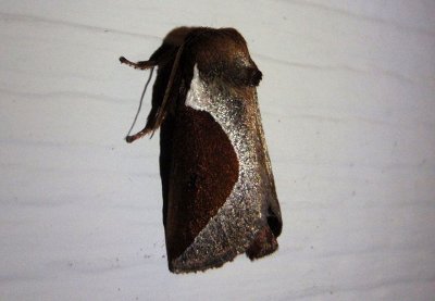 4671 - Prolimacodes badia; Skiff Moth