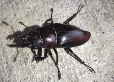 Lucanus capreolus; Reddish-brown Stag Beetle; female