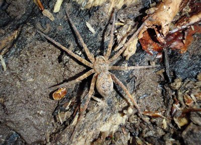 Dolomedes vittatus; Fishing Spider species