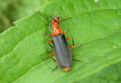 Podabrus tomentosus; Soldier Beetle species; eating an aphid