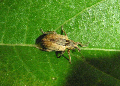 Hypera postica; Alfalfa Weevil; exotic