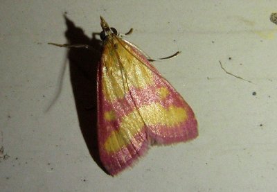 5070 - Pyrausta laticlavia; Southern Purple Mint Moth